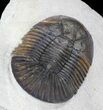 Scabriscutellum Trilobite - Issimour #39091-2
